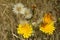 Yellow flower in the garden, closeup