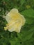 Yellow flower in the garden, Hibiscus rosa-sinensis L Kembang sepatu