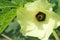 Yellow flower in garden, lady finger