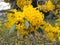 Yellow flower in the garden Silver trumpet tree.