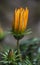Yellow flower of Gazania linearis plant