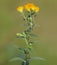 Yellow flower of German elecampane. Inula Germanica