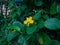 Yellow flower among Giant Highland breadfruit tree leaves, a fig tree from Papua New Guinea Ficus dammaropsis or Kapiak