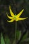 Yellow flower of glacier lily, Erythronium grandiflorum