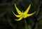 Yellow flower of glacier lily, Erythronium grandiflorum