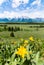 Yellow flower with Gran Teton national park