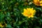 Yellow flower, green, background