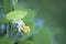 Yellow flower with green background