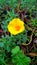 Yellow Flower With Green Background