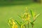 Yellow flower with green background, afternoon bright.