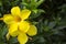 Yellow flower on green bush. Summer tropical blossom.