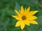 Yellow flower on green font