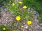 Yellow flower and green grass in spring. flowers and stones