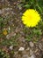 Yellow flower in green grass and stones in spring
