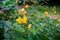 Yellow flower of green leaf blurred and copy space background, Selectived focus picture, Close up