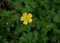 Yellow flower and green leaves of a creeping buttercup plant in a forest.