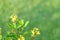 yellow flower and green leaves with green background, afternoon bright, blank space for text