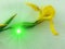 Yellow flower and green light