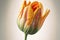 a yellow flower with a green stem on a white background with a light reflection in the background of the flower head and petals,