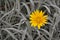 Yellow flower with grey grass