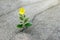 Yellow flower growing on crack street, hope concept