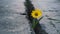 Yellow flower growing in crack on street, symbolizing hope