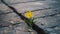 Yellow flower growing in crack on street, symbolizing hope