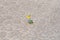 Yellow flower growing out of cracks in the earth in desert