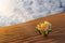 Yellow flower grows on a sand dune in the desert