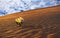 Yellow flower grows on a sand dune in the desert