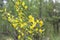 Yellow flower of hairy greenweed. genista pilosa. Genista pilosa, commonly known as hairy greenweed, silkyleaf broom, silkyleaf