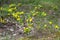 Yellow flower of hairy greenweed. genista pilosa. Genista pilosa, commonly known as hairy greenweed, silkyleaf broom, silkyleaf