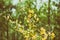 Yellow flower of hairy greenweed. genista pilosa. Genista pilosa, commonly known as hairy greenweed, silkyleaf broom, silkyleaf