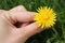 Yellow flower in hand, dandelion