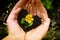 Yellow flower in hands