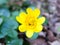 Yellow Flower Head of a celandine looking lush