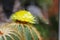 Yellow flower head of Notocactus magnifica cactus