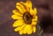Yellow flower Helianthus tuberosus