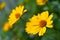 Yellow flower of heliopsis chamomile garden perennial