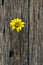 Yellow flower in hole old wooden fence
