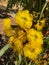 Yellow flower of Illyarrie Red capped gum, Helmet nut gum, mal