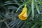 Yellow Flower Impatiens Cape, unopened bud. Green leaves are long, close-up.