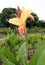 Yellow Flower Indian Canna (Canna indica L.)