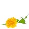 Yellow flower of Japanese kerria