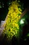 This yellow flower known as kanikonna and its a seasonal flower blooming at the time of vishu and its called vishuflower