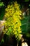 This yellow flower known as kanikonna and its a seasonal flower blooming at the time of vishu and its called vishuflower