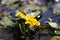 Yellow flower of lake plant Nymphoides peltata. Synonym Villarsia nymphaeoides