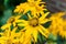 Yellow flower Ligularia Dentata Orthello