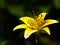 Yellow flower of the lily