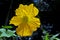 Yellow flower of loofah, vegetable